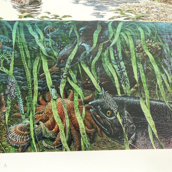 Vintage Art Poster 1995 Larry W. Duke, ESTUARIES 36x24 Nature Coastal NOAA NOS - Picture 12 of 15